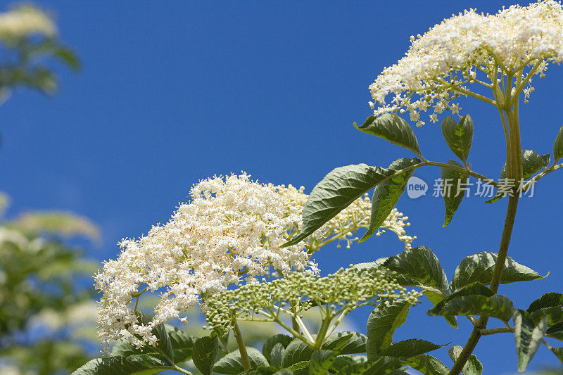 一朵黑色接骨木(sambuus nigra)的花映衬着蓝天